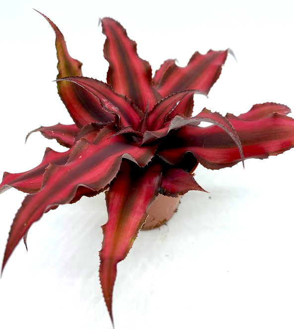 zywa-roslina-do-terrarium