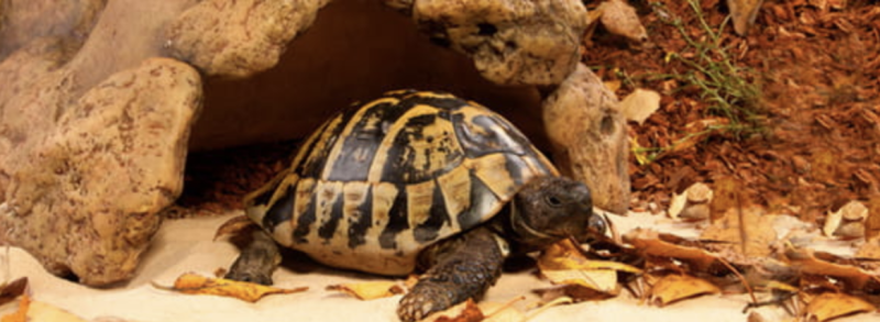 jaskinia-XXL-do-terrarium-dla-agamy