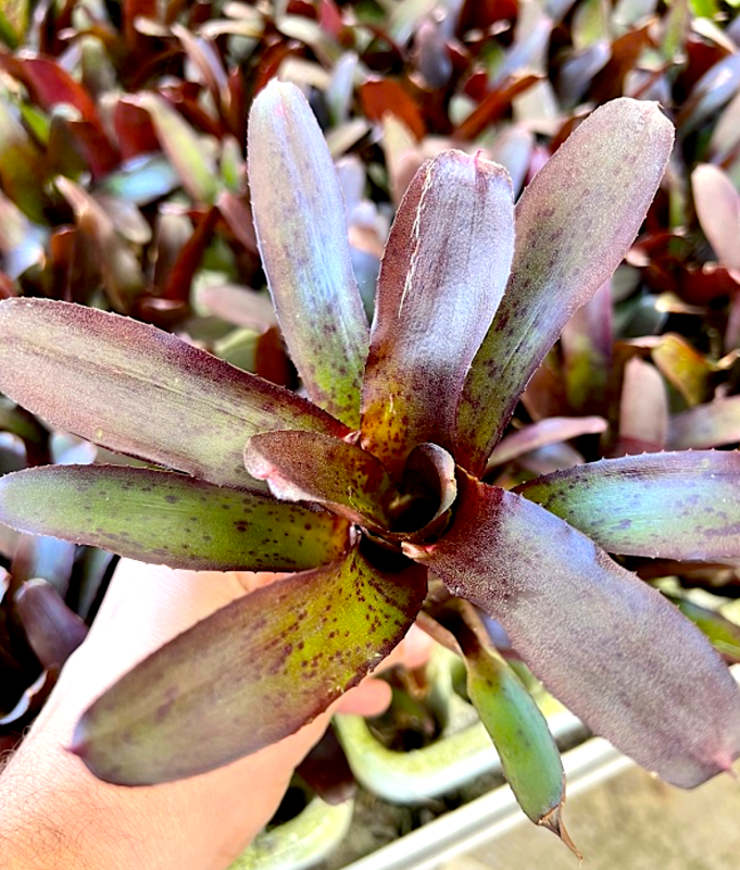 Neoregelia-amazon-Zywa-Roslina-do-Terrarium