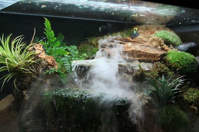 mgla-w-terrarium-nawilzenie-terrarium