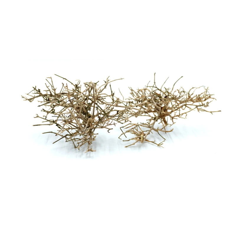 BioNano-Roots-Desert-Tree