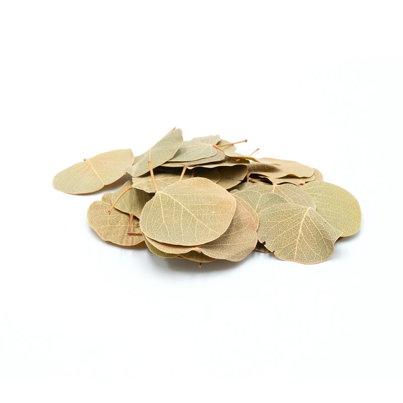 liscie-do-terrarium-dekoracja-wystroj-ozdoba-naturalna