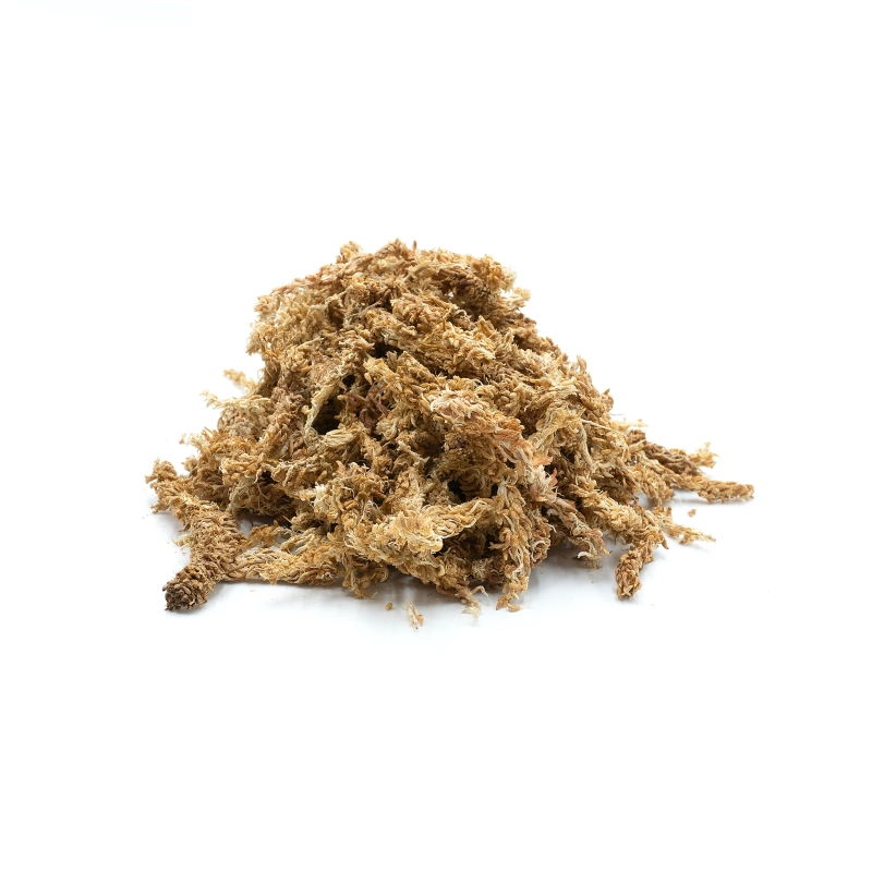 Sphagnum-chilijski