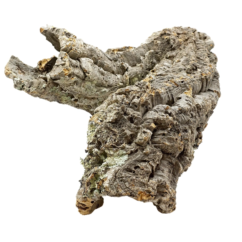 kora-z-debu-korkowego