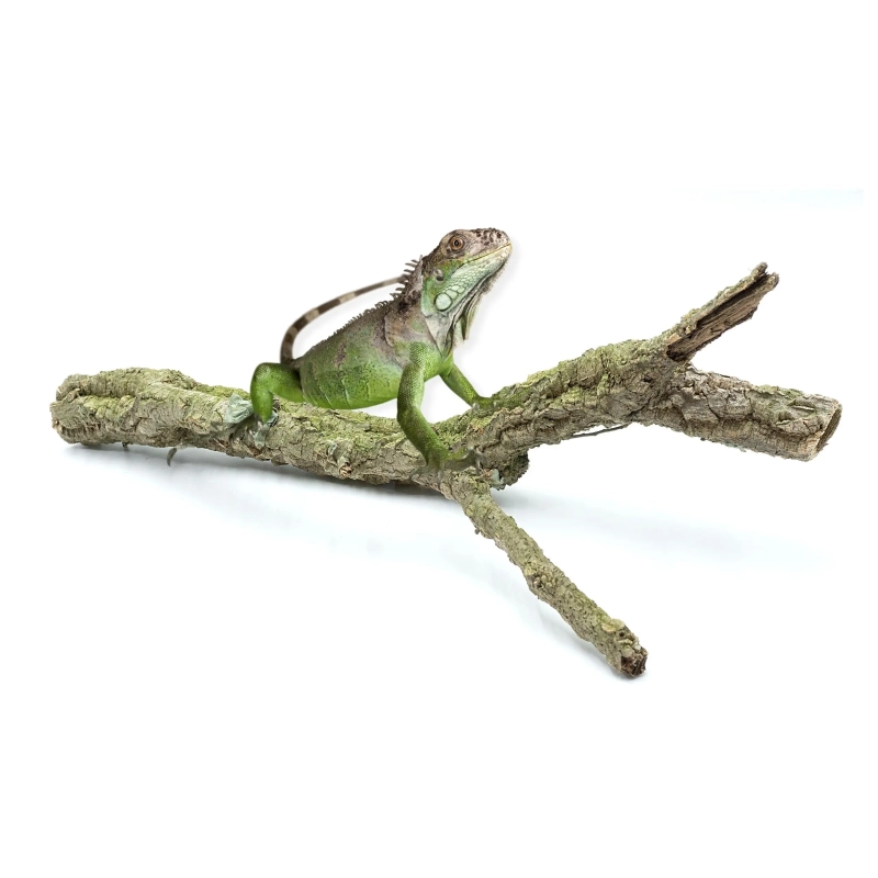 korkowa-galaz-do-terrarium