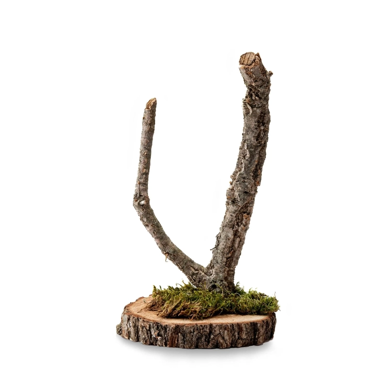 drzewko-debu-korkowego-korek-do-wspinania