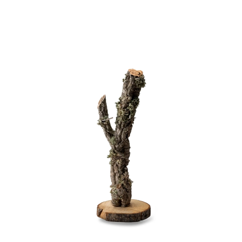 drzewko-debu-korkowego-korek