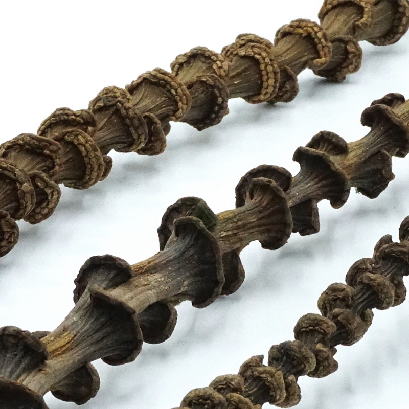 naturalna-ozdoba-do-terrarium