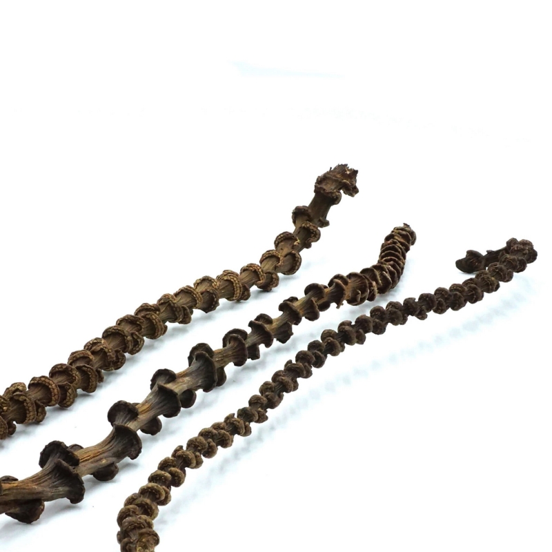 Liana-bananowca-do-terrarium