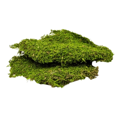 platy-mchu-do-terrarium