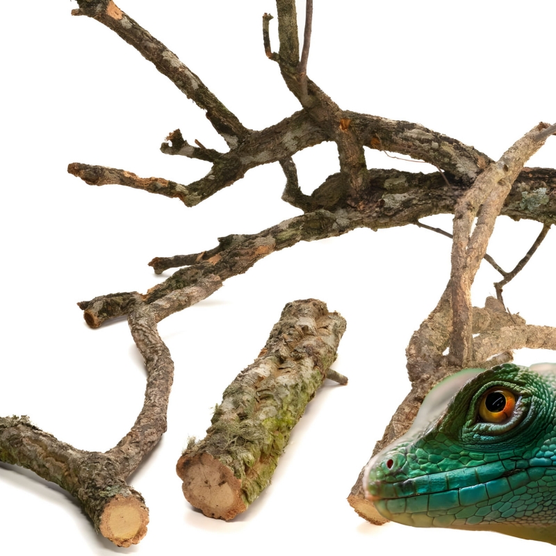 korkowa-galaz-do-terrarium