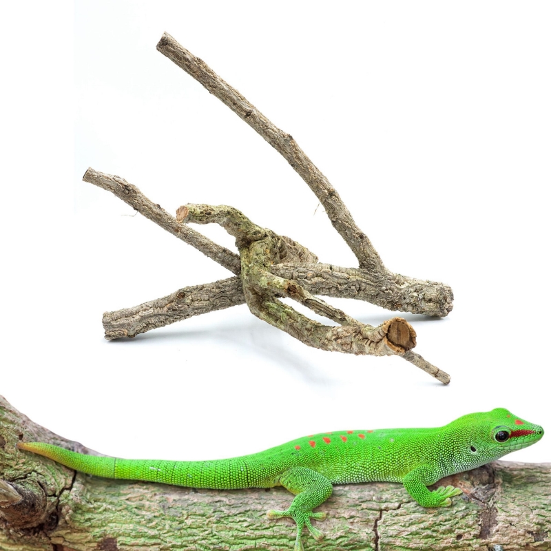 galaz-do-wspinania-dla-gekona