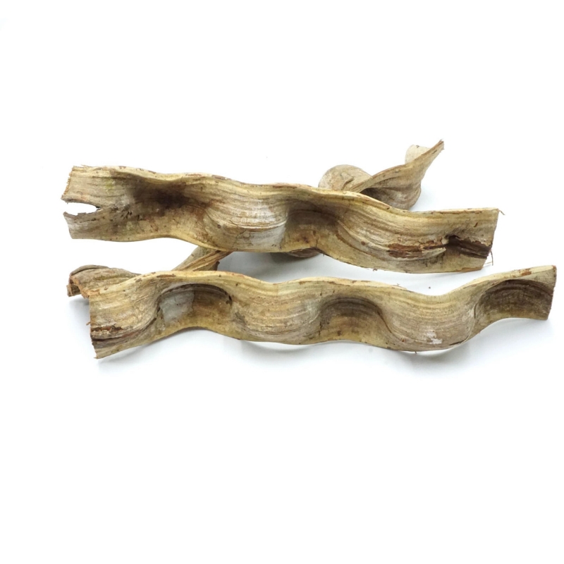 Liana-brazylijska-do-terrarium