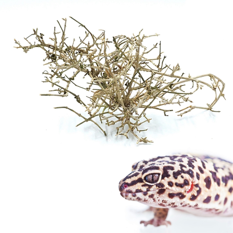 galazka-wrzosca-ozdoba-dekoracja-do-terrarium