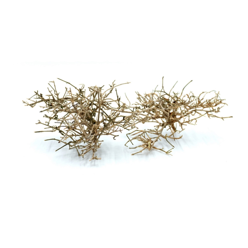 BioNano-Roots-Desert-Tree