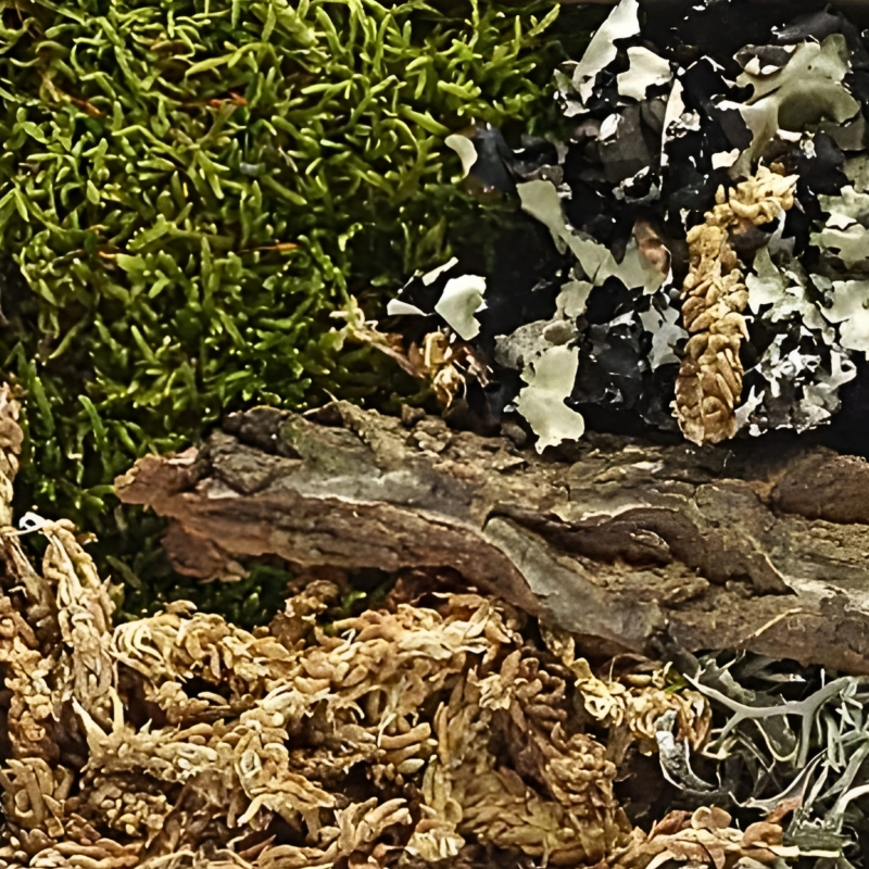 mech-do-terrarium-ozdoby-dekoracje-wystroj