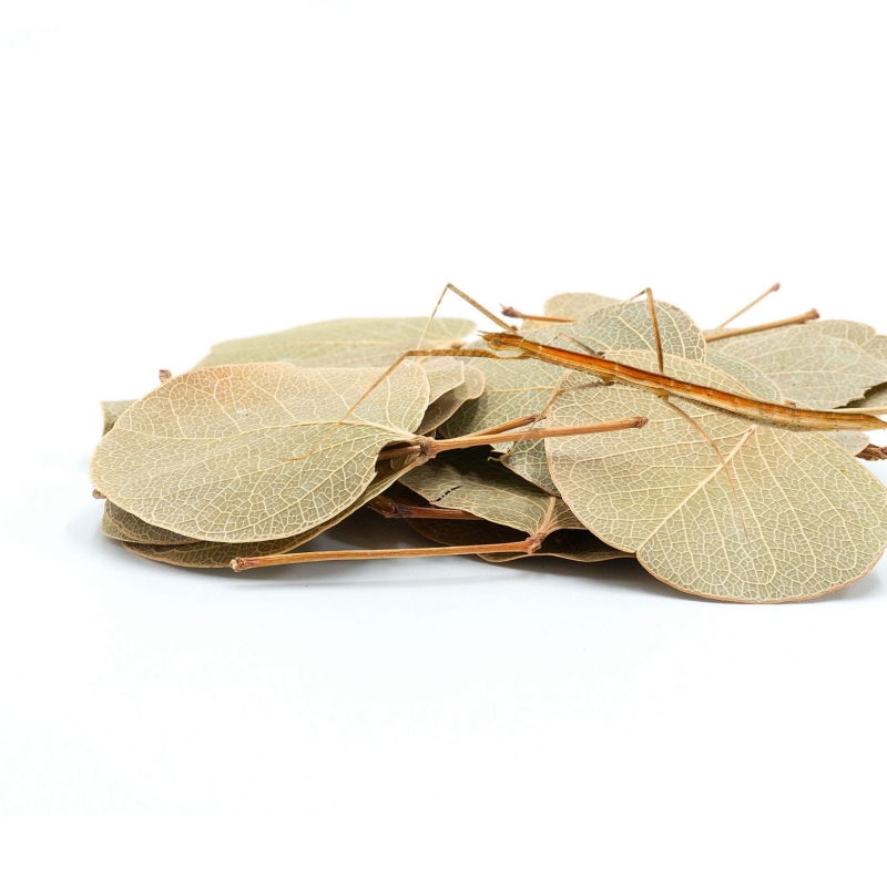 liscie-do-terrarium-dekoracja-wystroj-ozdoba-naturalna