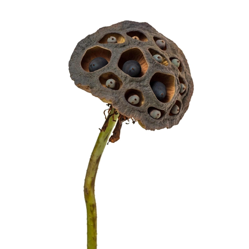 dekoracja-do-terrarium