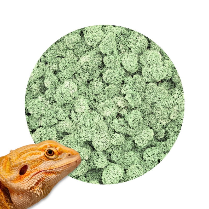 chrobotek-jasnozielony-ciemnozielony-naturalny-zielony