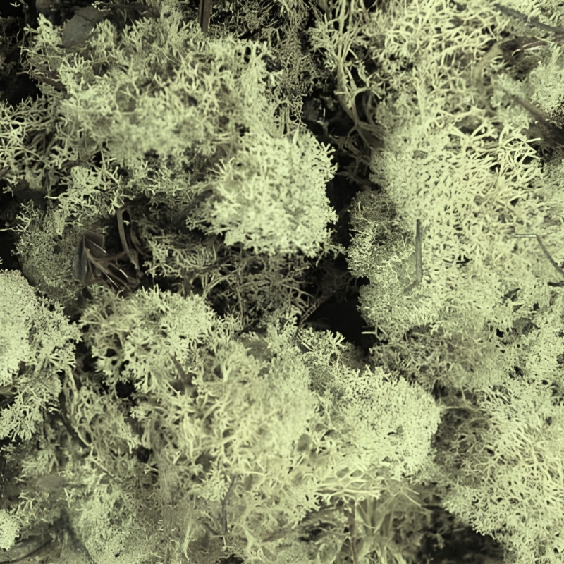Chrobotek-naturalny-25g