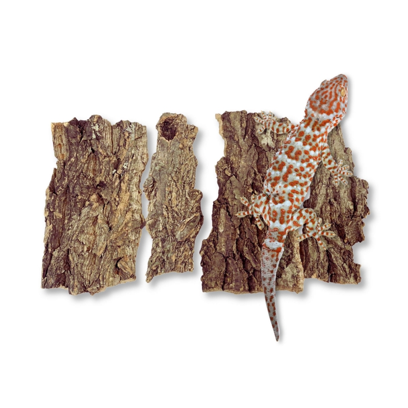 kryjowka-dla-pajaka-ptasznika-modliszki