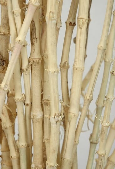 Bambus-cienki-gietki