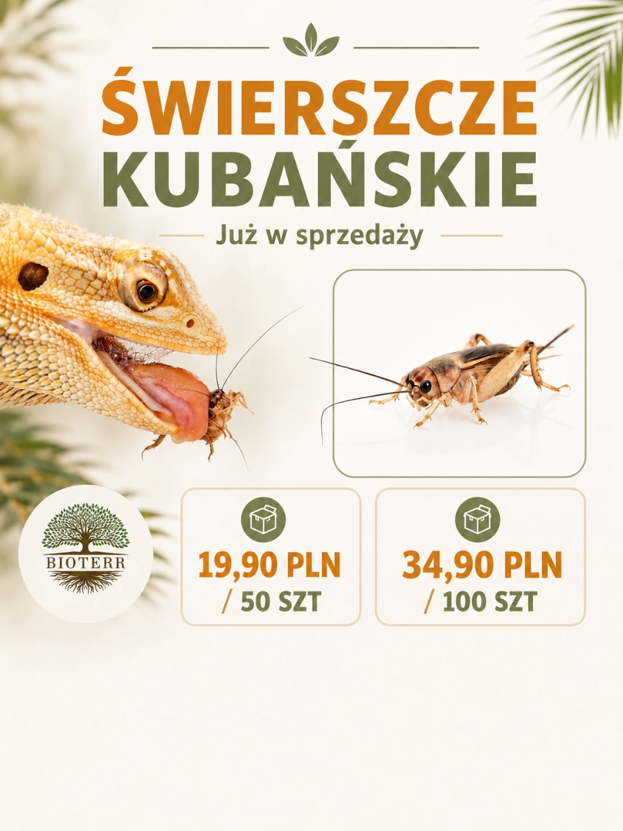 Świerszcz kubański (Gryllus assimilis) | Rozmiar L | żywe świerszcze karmowe Sklep Terrarystyczny Bioterr