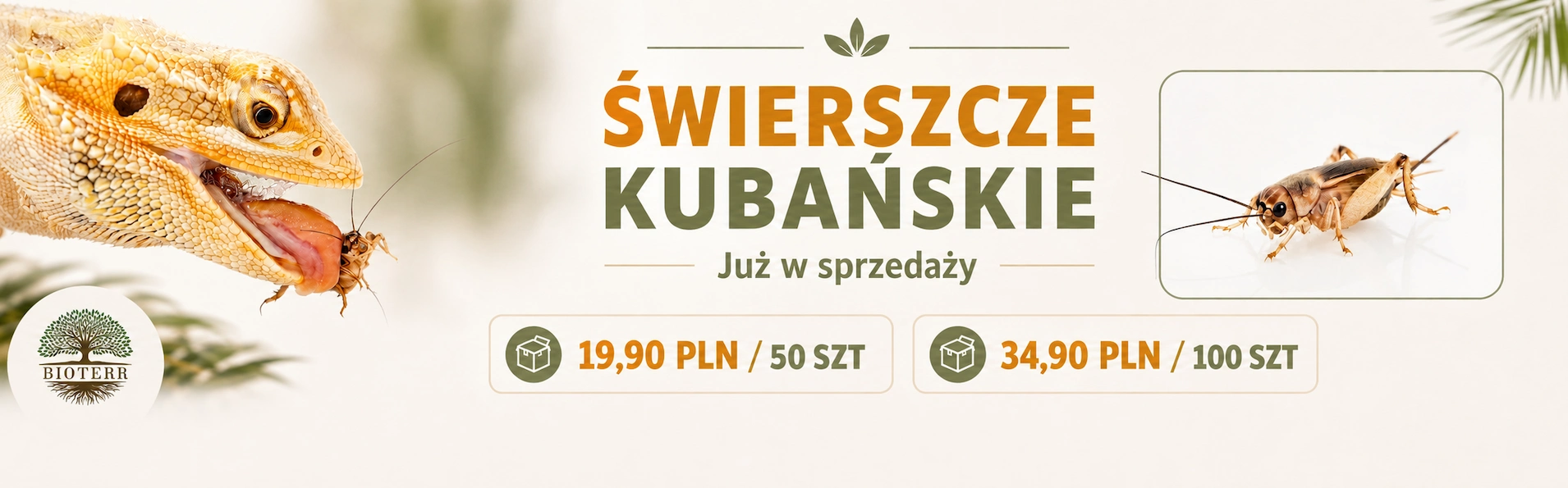 Świerszcz kubański (Gryllus assimilis) | Rozmiar L | żywe świerszcze karmowe Sklep Terrarystyczny Bioterr
