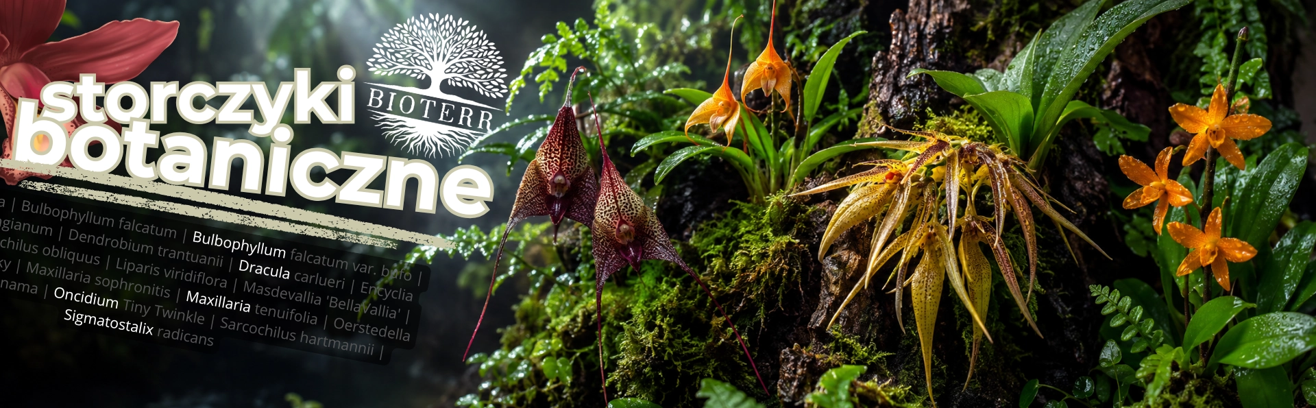 storczyki botaniczne Sklep Terrarystyczny Bioterr