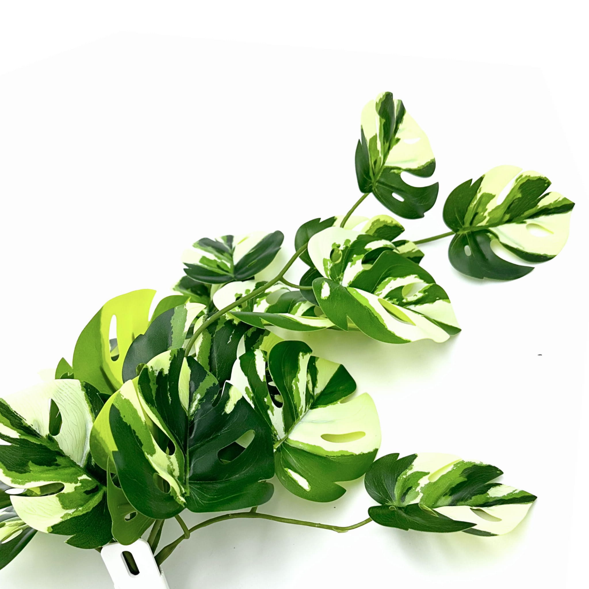 monstera obliqua peru warum so teuer Monstera obliqua 'Peru'