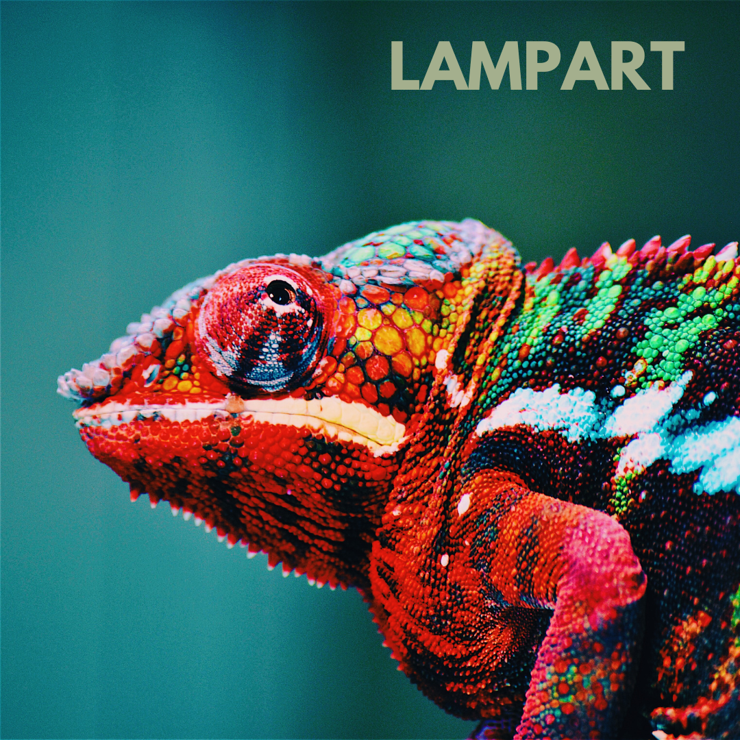 ABC - kameleona lamparciego