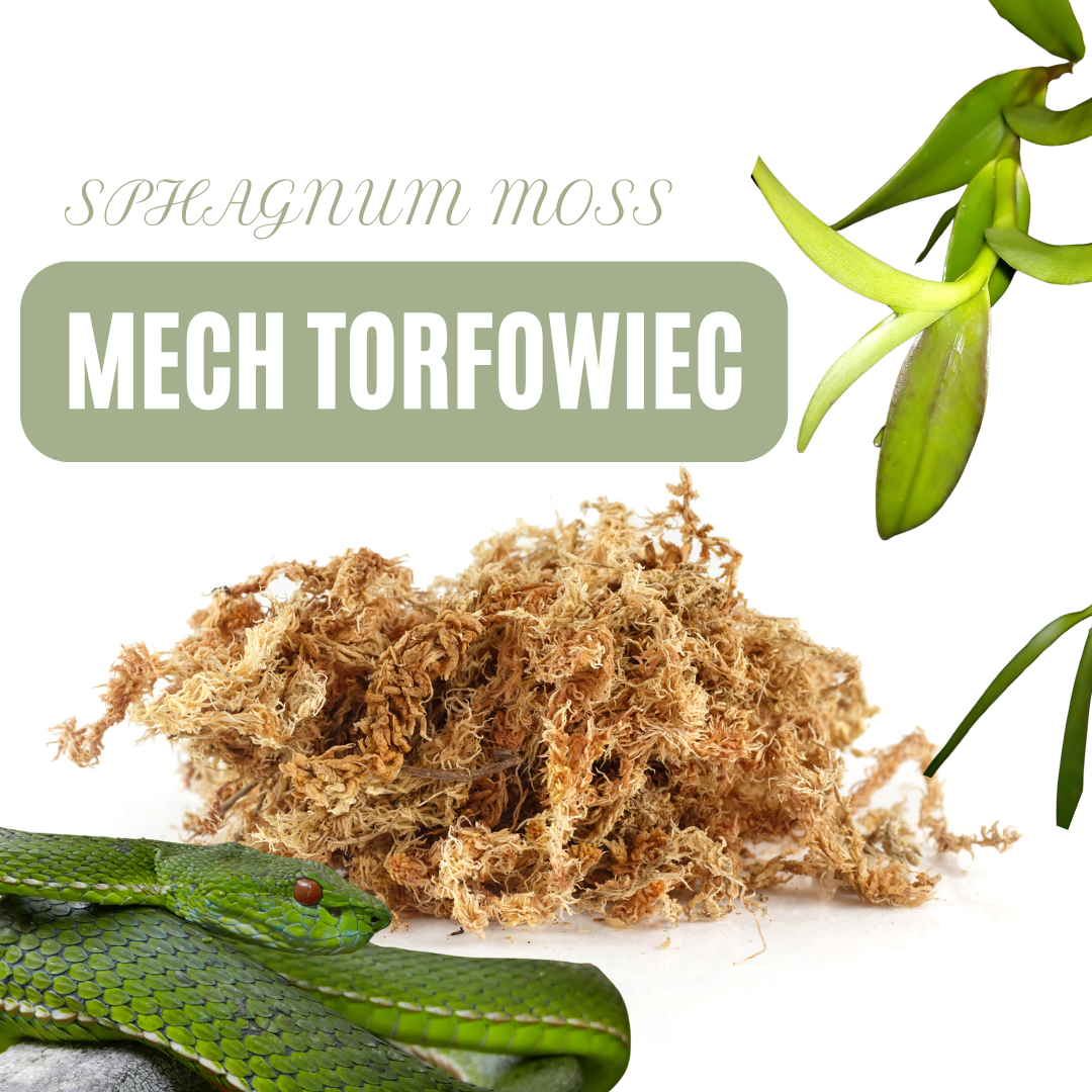 Mech torfowiec | Sphagnum Moss | Spagmoss czyli wszystko co musisz wiedzieć