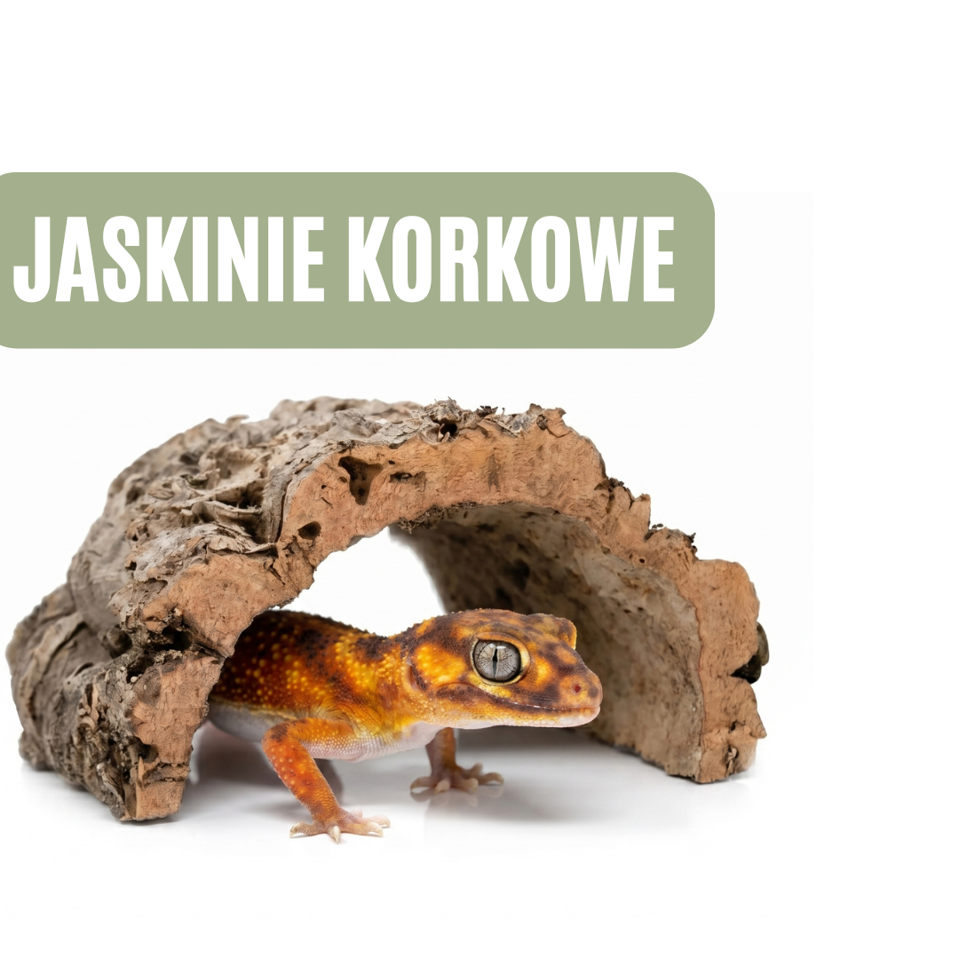 Kompletny poradnik: Jaskinie korkowe w terrarium