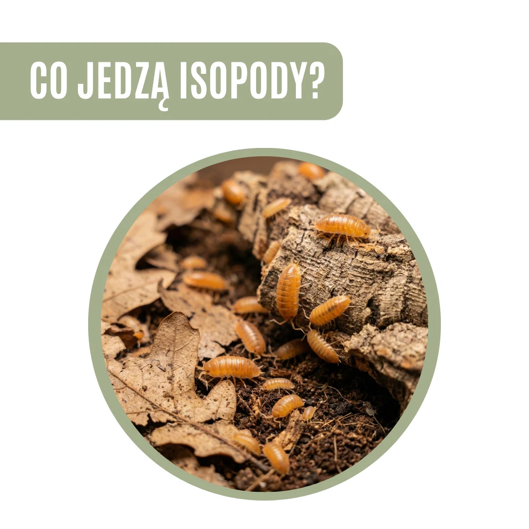 Co jedzą isopody? Czym karmić równonogi i czego nie podawać?